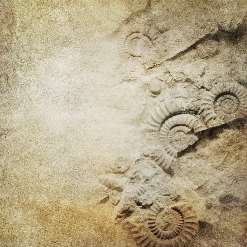 Ammonite-1-1.jpg
