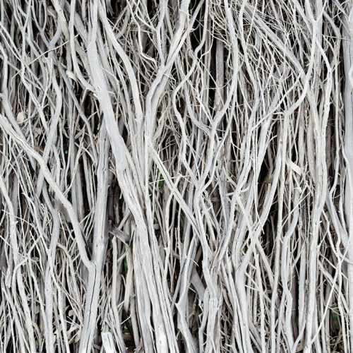 Mangrove-1.jpg